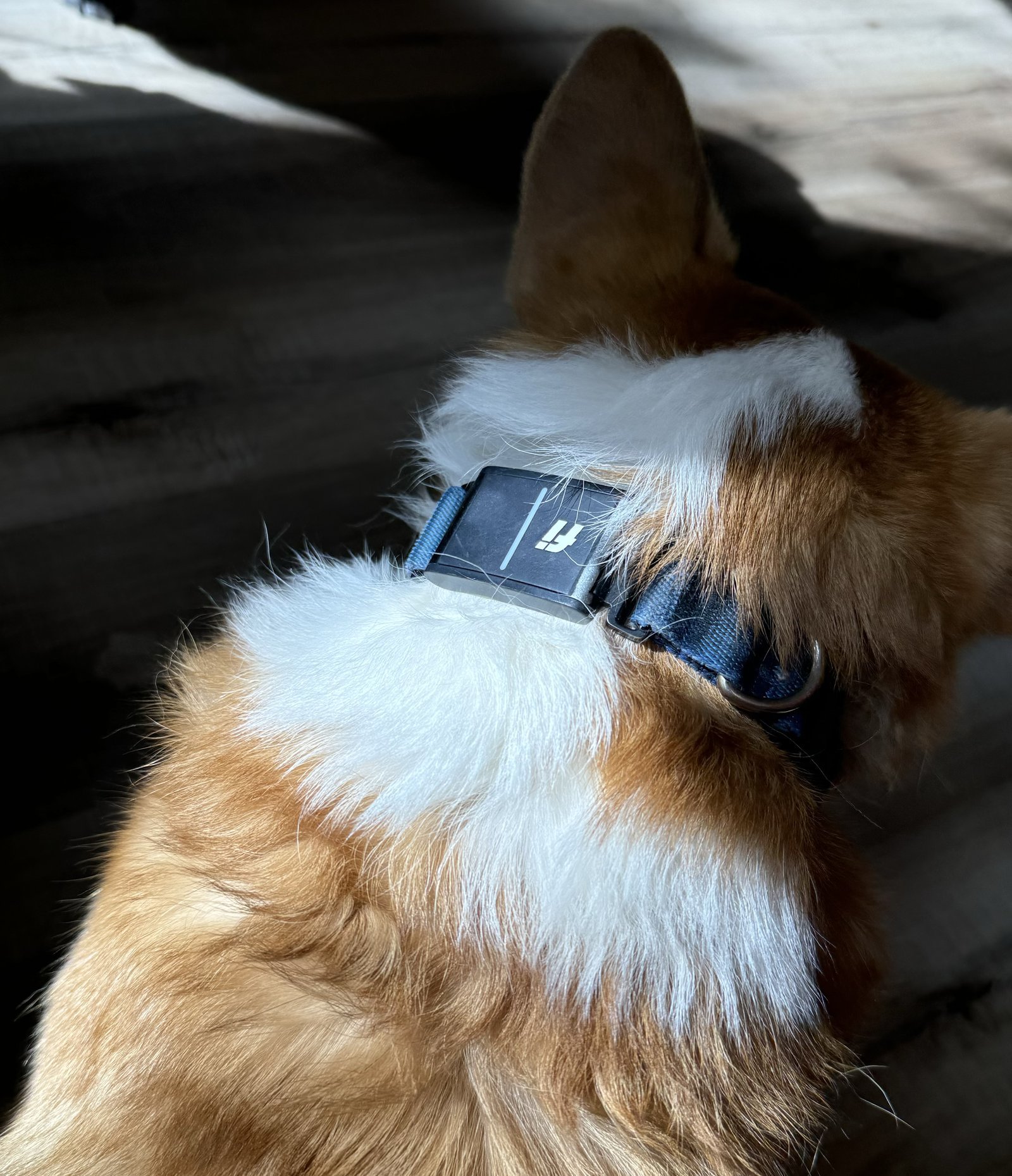 A smart dog collar sits unlit on its charging base in a home.